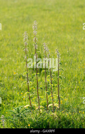 Urtica dioica. Stinging nettles in the english countryside Stock Photo