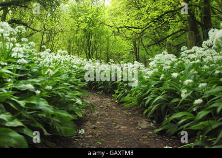 Dense drifts of wild garlic (allium ursinum), lines a path through woodland at Cressbrook in the Peak District, Derbyshire UK - Stock Photo