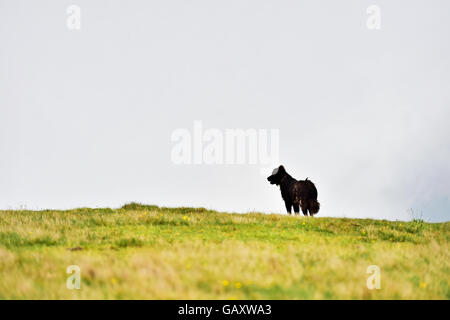 Shepherd dog protecting sheep herd on alpine pasture Stock Photo