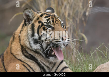 Sumatran Tiger, Panthera Tigris Sumatrae Stock Photo