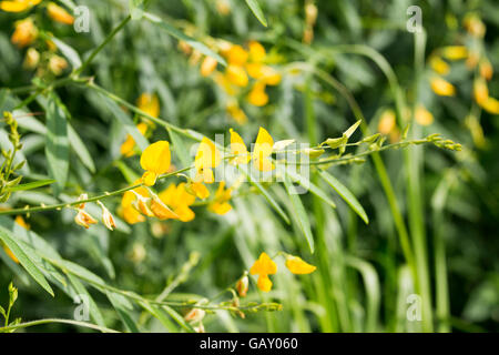 Sunhemp flowers(Crotalaria juncea) field Stock Photo