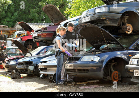 A group of metropolitan police officers check cars in a breakers yard in Harrow, North West London, after a rise in older cars being stolen and crushed for their scrap metal value and then being shipped overseas. Stock Photo