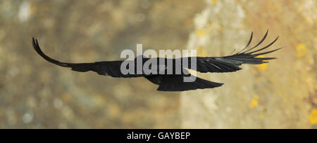 A Cornish Chough flying over the nesting site close to Lizard Point in south-west, Cornwall. Stock Photo