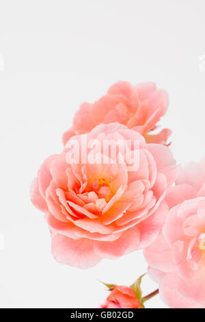 Close up of peach garden rose cluster. Rosa ' Apricot Drift'