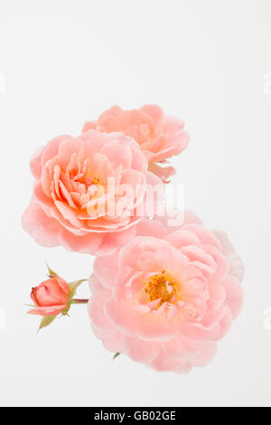 Close up of peach garden  rose cluster with off-white background. Rosa ' Apricot Drift' studio photograph
