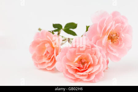Peach pink rose cluster laying on white reflective surface. Rosa 'Apricot Drift' photographed in studio setting
