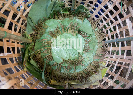 Betel nut at a Market near the City of Yangon in Myanmar in Southeastasia. Stock Photo