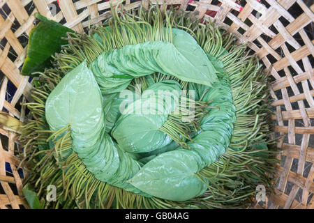 Betel nut at a Market near the City of Yangon in Myanmar in Southeastasia. Stock Photo