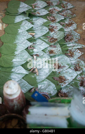 Betel nut at a Market near the City of Yangon in Myanmar in Southeastasia. Stock Photo