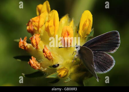 Small Blue Butterfly Stock Photo