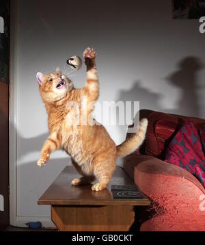 Ginger cat playing with toy mouse Stock Photo