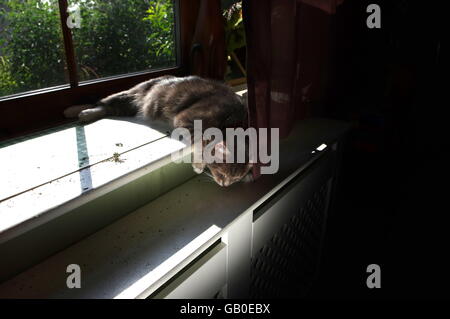 Hangover cat Stock Photo