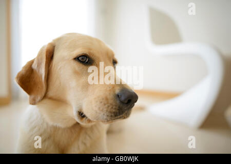 Cute yellow Labrador Golden Retriever mix lying down at home Stock Photo