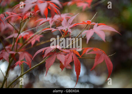 Japanese maple tree leaves Stock Photo