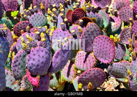 Cluster of Purple-Violet Cactuses in Arizona