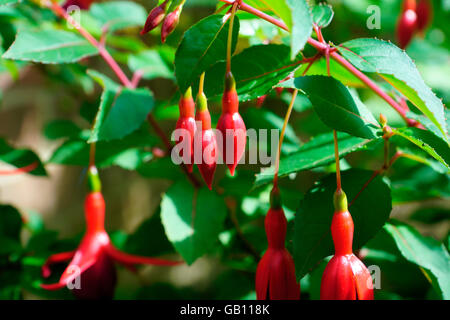 FUCHSIA READY TO FLOWER Stock Photo