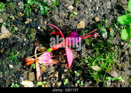 DYING FUCHSIA ON GROUND Stock Photo