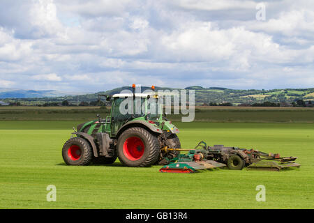 A farmer mowing field of commercial turf in Burscough, Lancashire, UK, driving a Fendt 514 Vario tractor mowing a new crop of grasses, green, grass, nature, lawn, grow, plant, growth, field, background, meadow, spring, natural, summer, garden, environment, grown for the local demand for turf. These fields are growing grass this year is part of the farmers crop rotation system. The principle of crop rotation is to grow specific groups of vegetables on different parts of the farm each year. Stock Photo