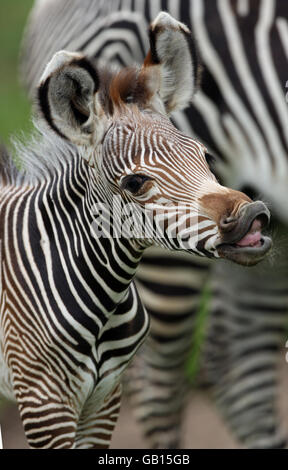 One of three rare Grevy's Zebra foals stands alongside its mother at ...