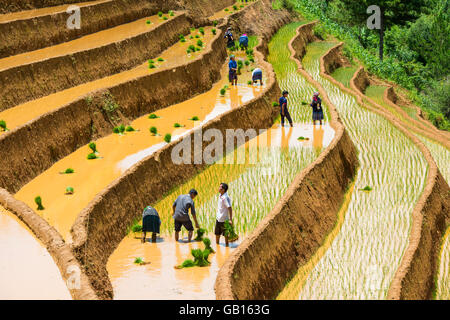 growing rice in Mu Cang Chai, Yen Bai, Vietnam Stock Photo