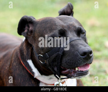 EMARGOED TO 0001 WEDNESDAY JULY 30 Staffordshire Terrior, Dennis, at the RSPCA Southridge Animal Centre, Potters Bar. Dennis has been abused in the past and has since been rehabilitated at the Southridge Animal Centre. Stock Photo