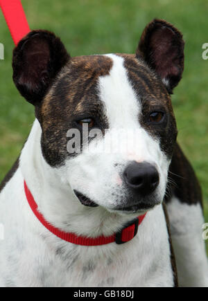 Animal cruelty convictions up nearly 25% Stock Photo