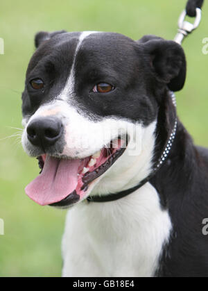 EMARGOED TO 0001 WEDNESDAY JULY 30 Staffordshire Terrior, Warrier, at the RSPCA Southridge Animal Centre, Potters Bar. Abused by his previous owners, Warrier recovered from his injuries at the Southridge Animal Centre. Stock Photo