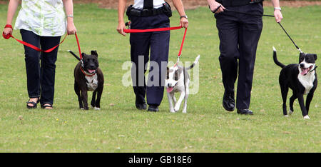 EMARGOED TO 0001 WEDNESDAY JULY 30 (From the left) Rescue dogs Dennis, Saffron and Warrier, at the RSPCA Southridge Animal Centre, Potters Bar. All three dogs were abused by their previous owners and recovered from severe injuries at the Southridge Animal Centre. Stock Photo