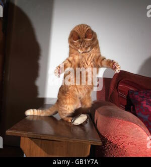 Ginger cat playing with toy mouse Stock Photo