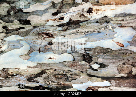 Abstract close up background of natural soft patterns and textures on tree trunk Stock Photo