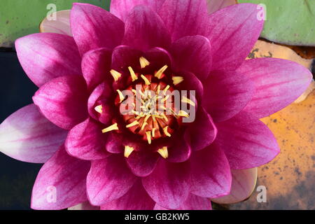 High angle view of water lily Stock Photo