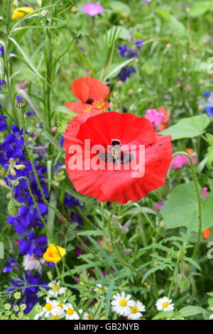 Small black flies against vibrant red poppy leaves Stock Photo