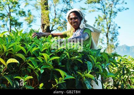 Tea picker in Sri Lanka woman smiling Stock Photo