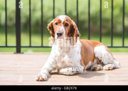 A dog on a deck. Stock Photo