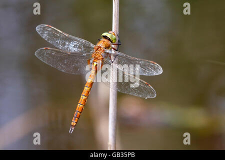 Norfolk Hawker (Anaciaeshna isosceles) dragnofly in reed bed marsh, Norfolk, England, United kingdome Stock Photo