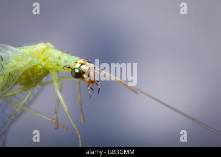 Common green lacewing fly or stinkfly in closeup macro image against blue sky