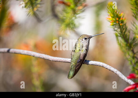Anna's Hummingbird (Calypte anna) adult female Stock Photo