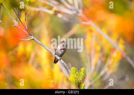 Anna's Hummingbird (Calypte anna) adult male perched on a tree Stock Photo