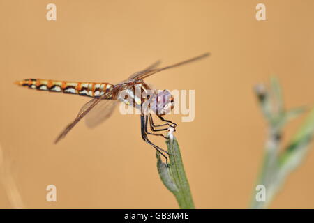 Variegated Meadowhawk Dragonfly, Sympetrum corruptum. Stock Photo