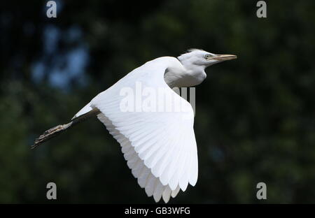 European Cattle Egret (Bubulcus ibis) taking off into flight Stock Photo