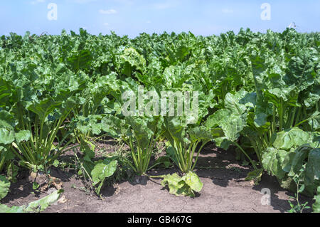 Sugar beets grown in the field ready for harvest. Stock Photo