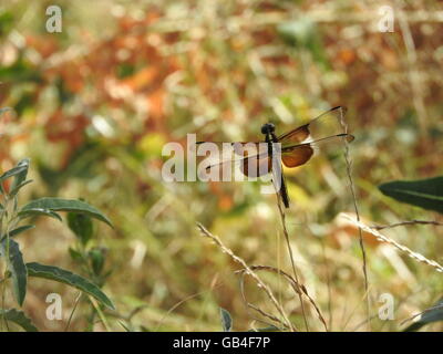 A female dragonfly, a widow skimmer (Libellula luctuosa), perches in a field. Stock Photo
