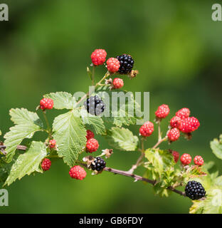 Group of ripe and ripening wild blackberries outdoors Stock Photo