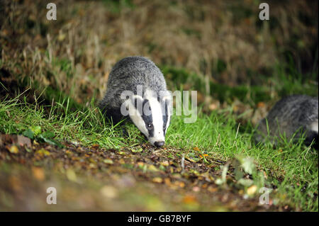 A wild badger family taken in woodland near Stoodleigh from a badger hide at Devon Badger Watch Stock Photo