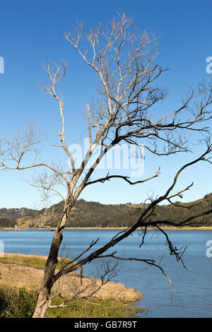 View of a dead tree by Lake Baroon Dam in the Sunshine Coast interland, Queensland, Australia Stock Photo