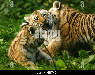 Three eleven week old Siberian Tiger cubs, Sayan, Altai, and Altay play at Howletts Wild Animal Park in Bekesbourne, Kent. Stock Photo