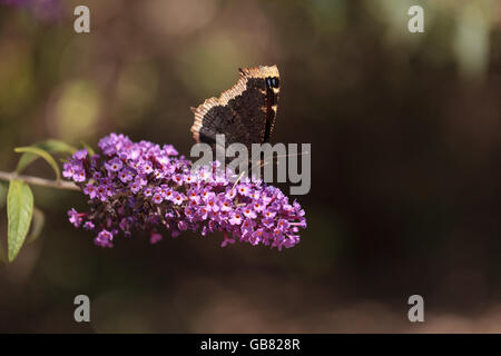 Mourning cloak butterfly, Nymphalis antiopa, lands on a flower in a garden in spring Stock Photo
