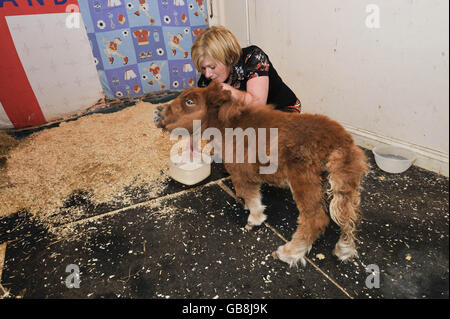 Hope, a six-week-old mini Shetland pony, drinking milk in her pen with the help of owner Paula Harkin at their Gloucester home. Stock Photo