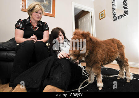 Hope, a six-week-old mini Shetland pony, in the living room of her new home in Gloucester with Naomi Harkin, right, and mum Paula, left. Stock Photo