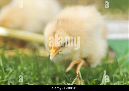 A young chick which has been born six months early at Lower Shaw Farm, Swindon. Stock Photo